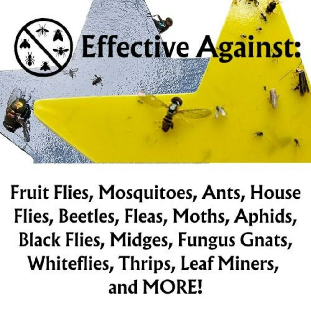 Sticky Fruit Fly Traps Star-Shaped 30pk Indoor Plants Outdoor Garden Double-Side - Picture 4 of 7